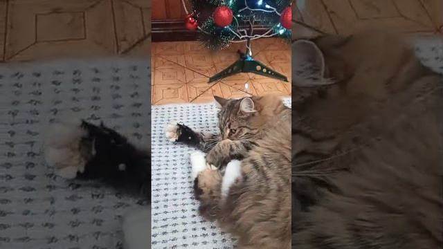 кот 🐱 кекс