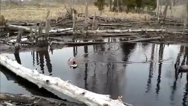 Запускаю Глиссер плотине бобра