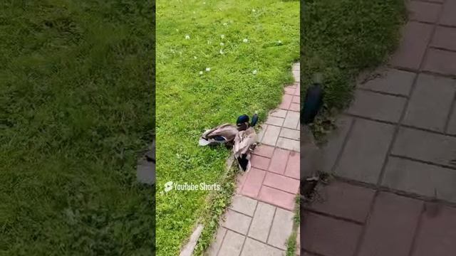 Я голубей гоняю, а жена уток..mp4