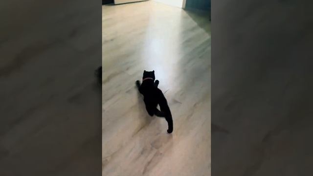 Лёгкий способ увлечь кота