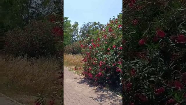 Serra park 4 Турции Сиде