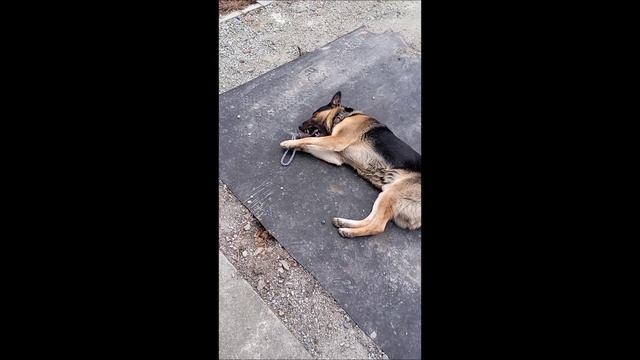Пёс. Собака. Овчарка. Том