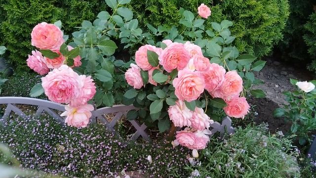 #роза Крем Карамель, #роза Андре Тюрка,#роза Лав Сонг,#роза Рококо, #роза Стефани Баронин цу Гутенб.