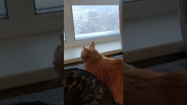 #сеняфеня