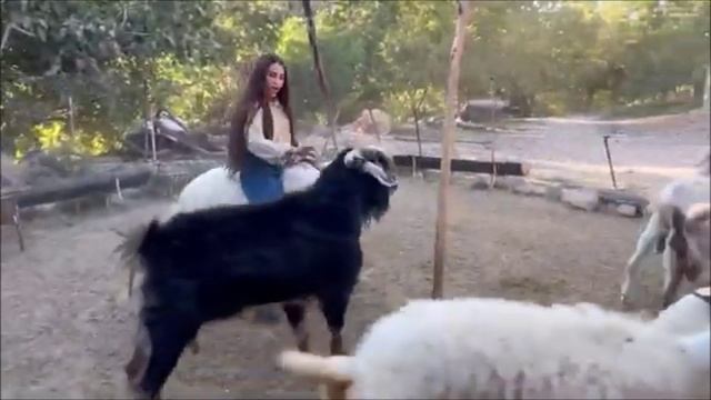 nomadic iranian Riding sheep and milking