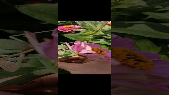 Богомол кушает.