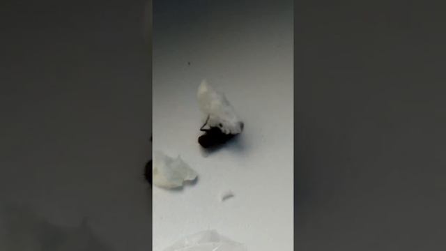 Муха прикол