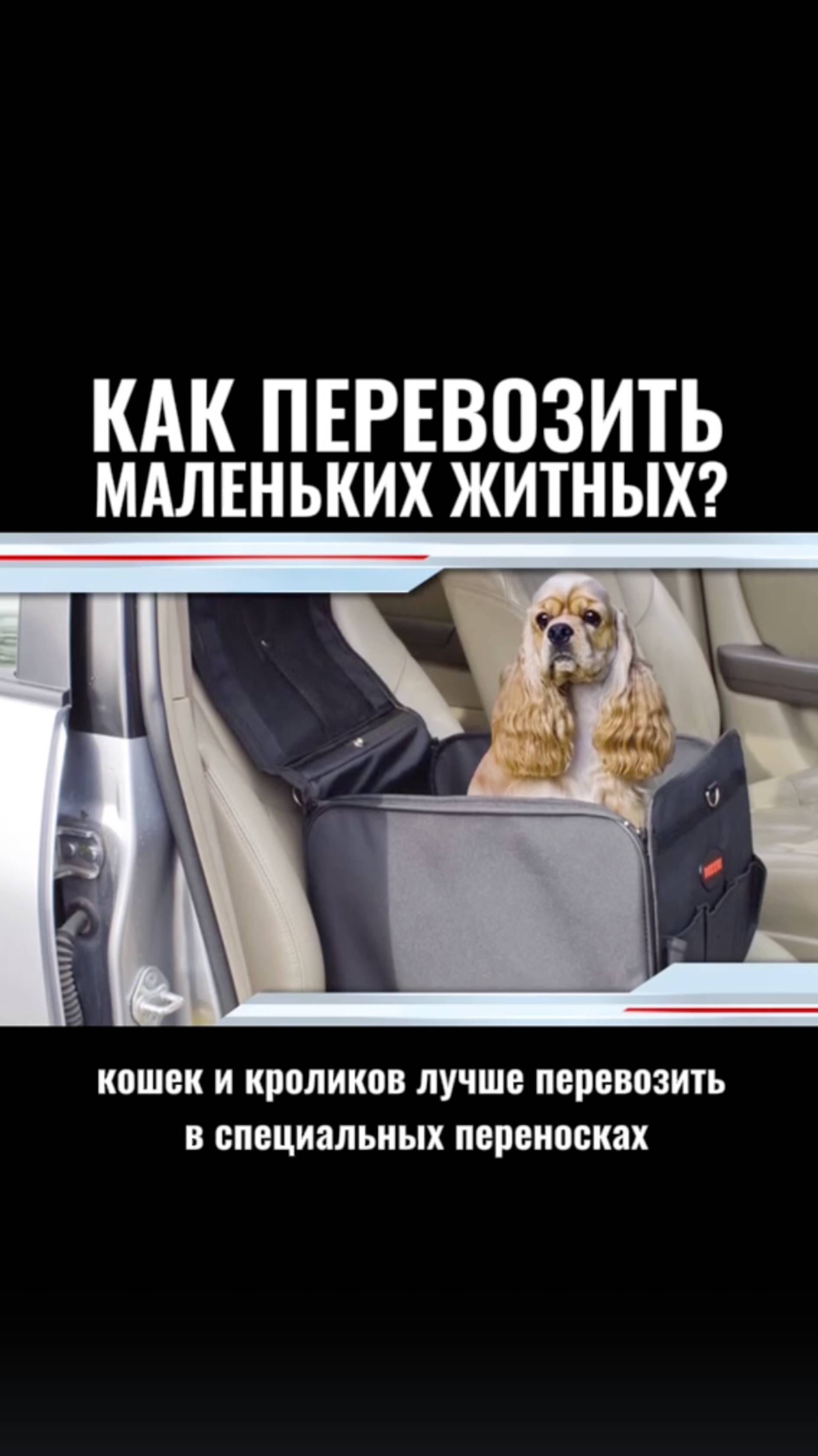 Как перевозить маленьких животных? 🚘🐶 #пдд #автошкола #подготовкаКПДД #перевозка