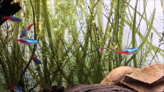 Rainbow Shark with Neon Tetras