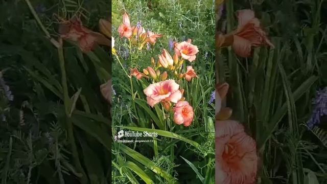Мышиный горошек и какая-то деревенская лилия