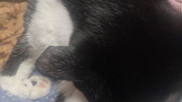 кот моется
