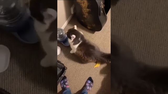 Где моя еда?! 😻
