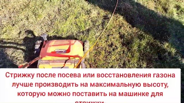 Краткий гайд как посеять газон скарификатором, или восстановить старый. посев газона