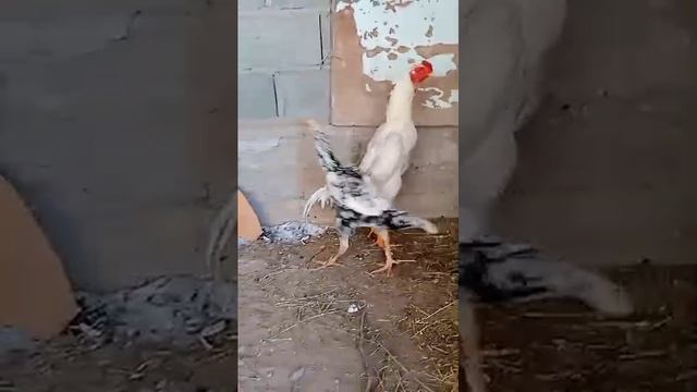 империя шамо