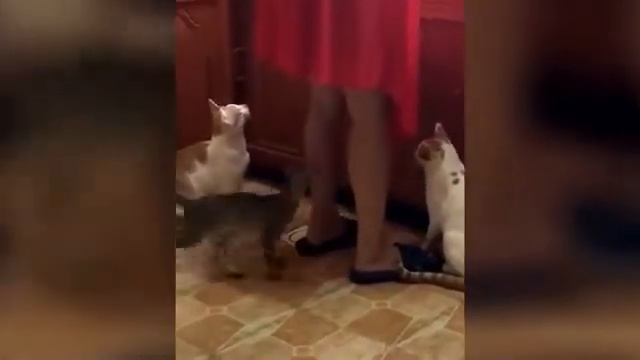 Лучшие приколы с животными 2024