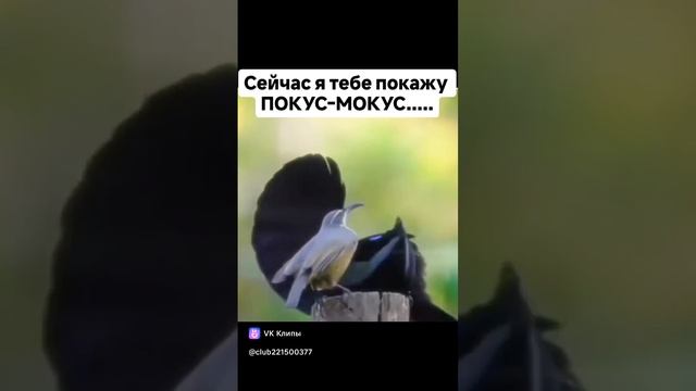Приколы Shorts