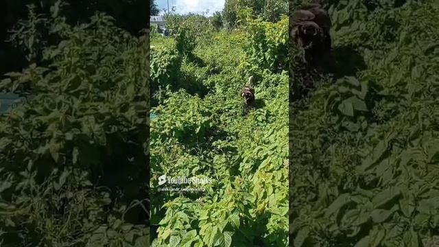 Неуловимый старый индюк