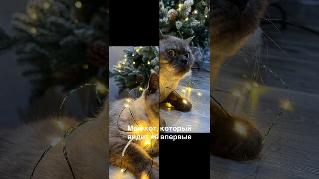 Новогоднее настроение #юмор #кот #елка