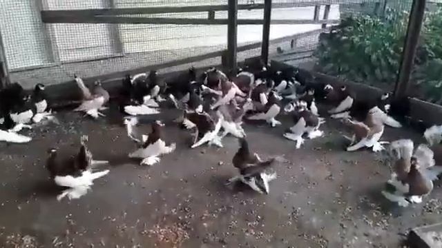 Статные голуби Пешкова Александра Ивановича.Stately pigeons of Russia