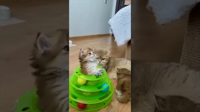 Смешные Видео - Прелесть