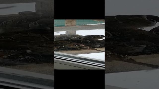 VID_20231212_100334.mp4
