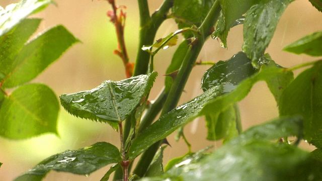 Мгновения Умиротворения: Тибетские Звуки и Дождь \ Tibetan Melodies and Rain