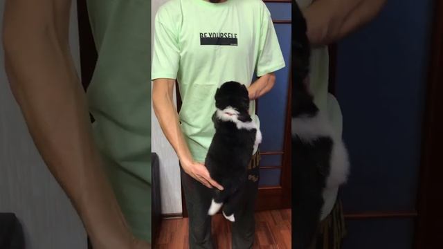 #doglover #shorts #dog #americanakita