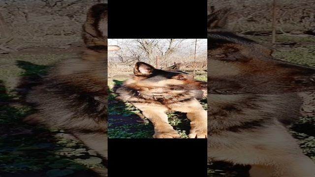 Кубанский парень.