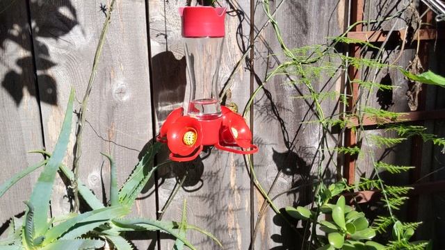 Throwback Thursday - Hummingbird Feeder Highlights