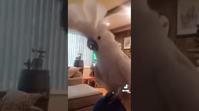 Милые попугаи.