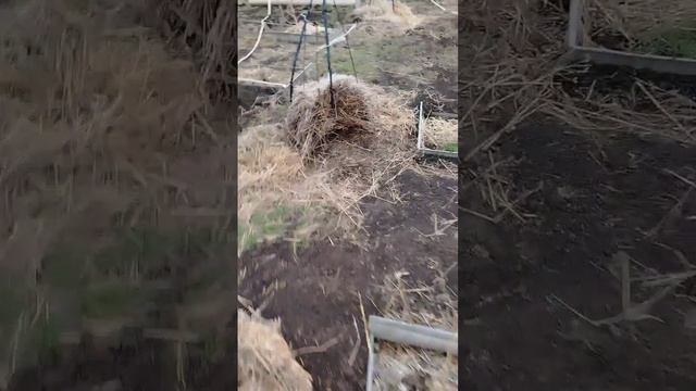 Хурма в моём саду.