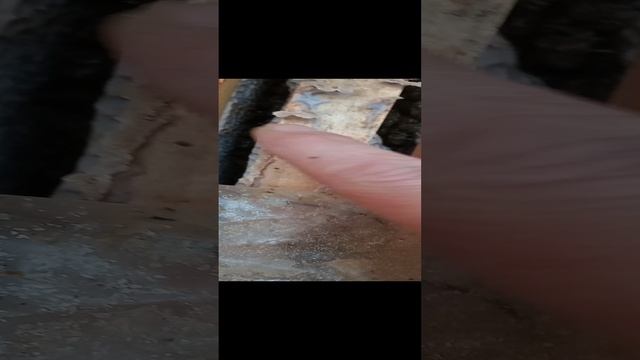 пчёлы зимуют в павильоне