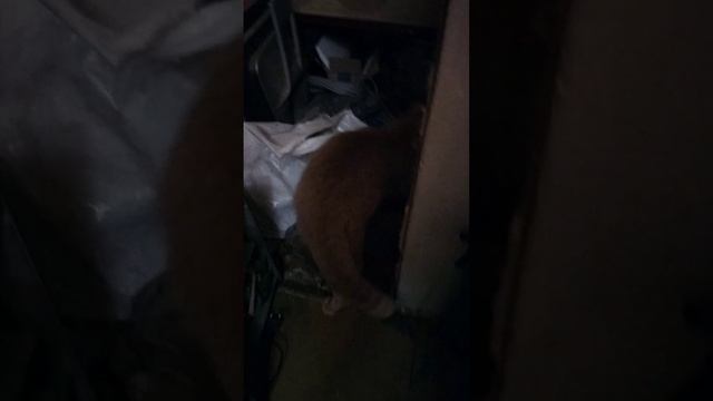 scene_output.mp4