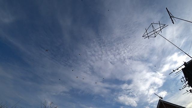 21.12.24 г. Андижанские голуби (5)
