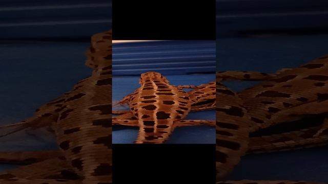 ящерки