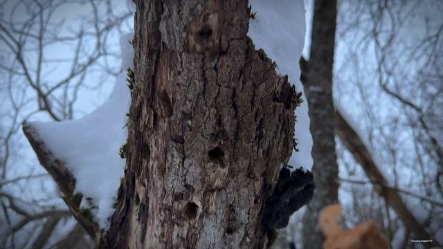 Новая кормушка для птиц установлена.
