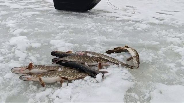 Мой канкурент. Максим