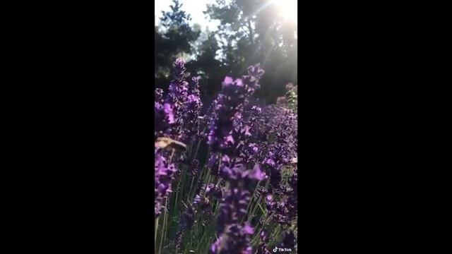 солнцемёд sun honey небо