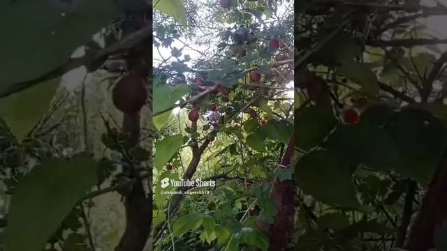 Крыжовник наконец-то поспевает