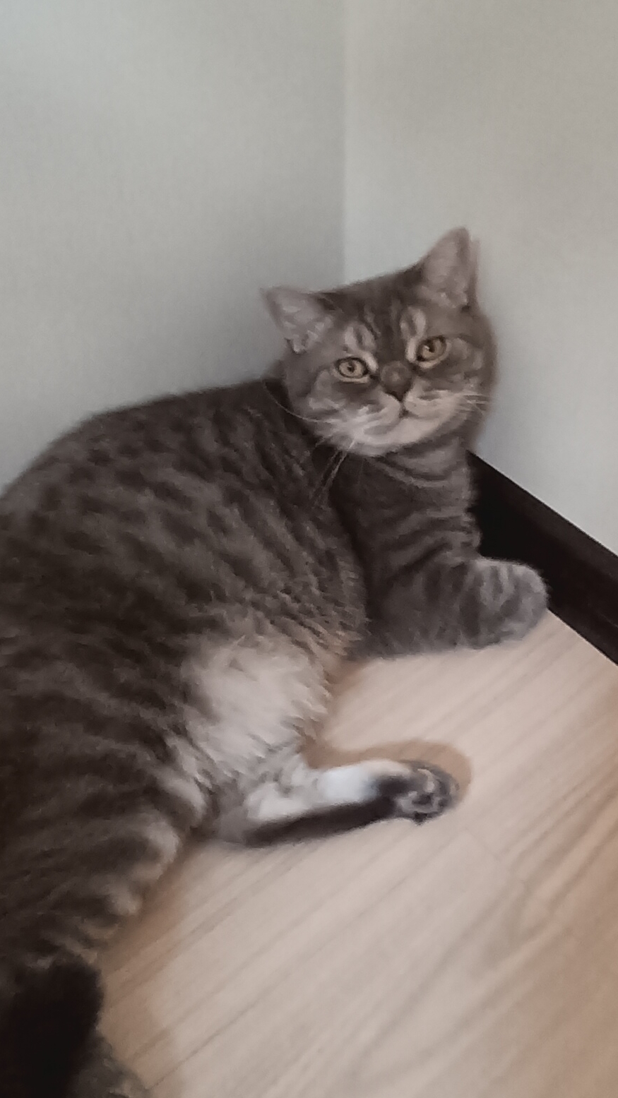 котик 🐈