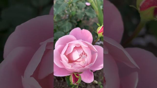 Роза японской селекции «Плум»🥀