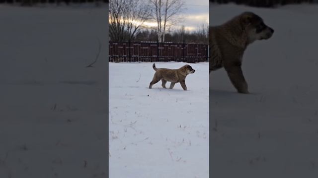 Щенок Среднеазиатской овчарки, 3,5 месяца