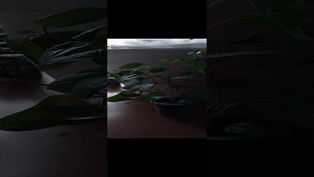 1000042165.mp4
