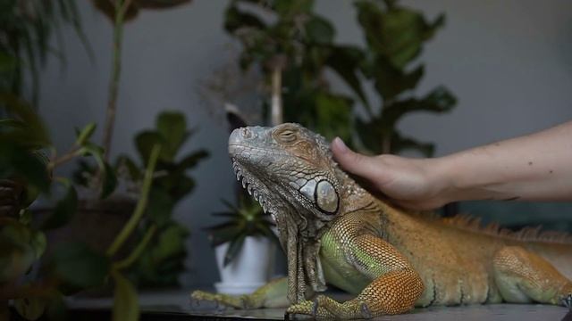 🐶 Где получить помощь для редкого питомца?