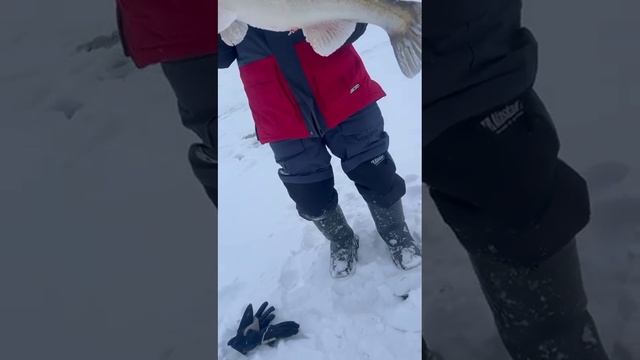 Трофейный судак