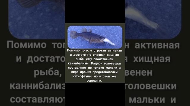 ротан