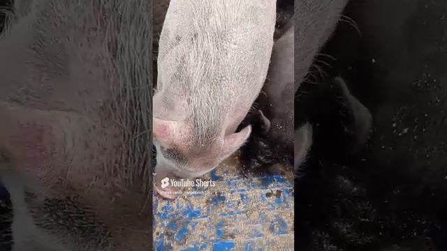 Не оторваться хрюшам от корыта с кормом