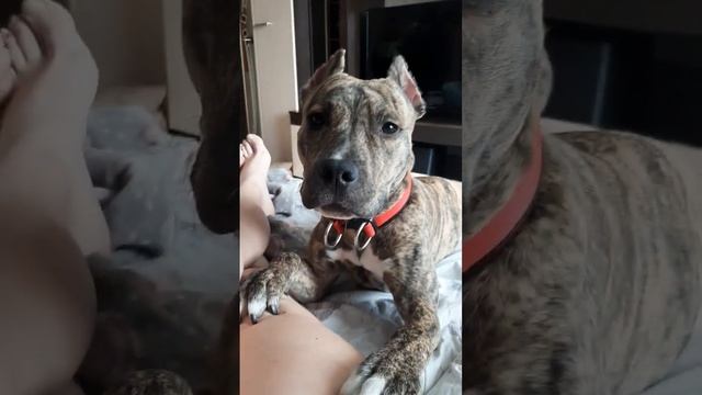 #americanstaffordshireterrier #собака #прикол #стаф #pitbull