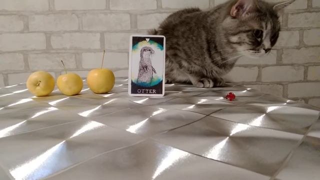 ТАРО ВЫДРА .