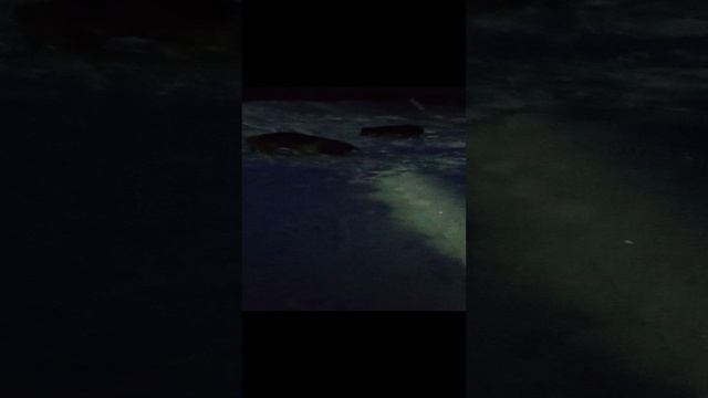 1000016328.mp4